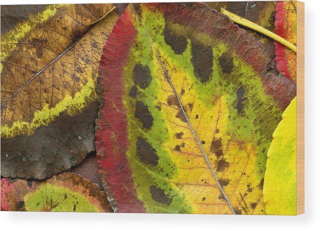 Leaf Wood Print featuring the photograph Turning Leaves #1 by Stephen Anderson