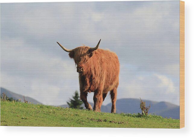 Horned Wood Print featuring the photograph Highland Bull #2 by Photography By Linda Lyon