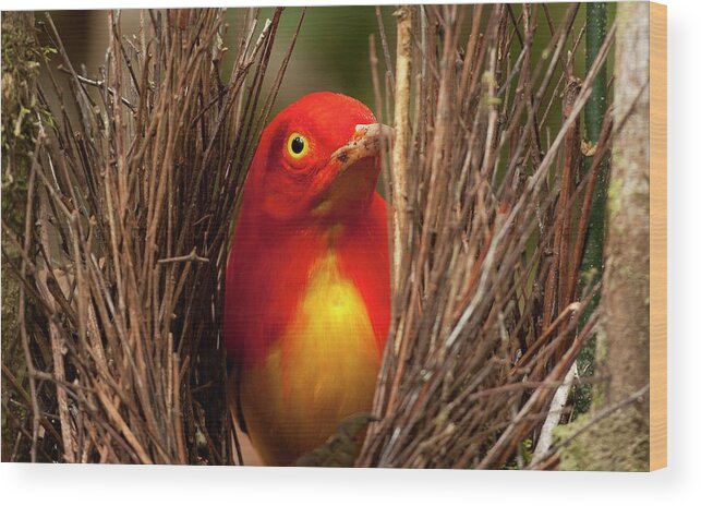 Aesthetics Wood Print featuring the photograph Flame Bowerbird In Bower Animal Art #3 by Paul D Stewart