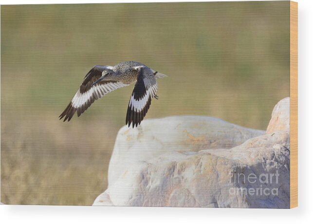 Bird Wood Print featuring the photograph Willet by Dennis Hammer
