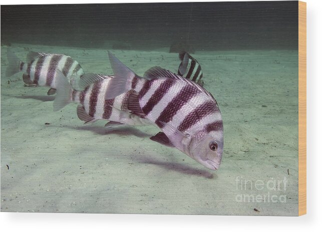 Fish Wood Print featuring the photograph A School Of Sheepshead Feeding by Michael Wood