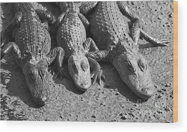 Alligators; Reptile; Animals; Animal; Baby; Crocodile; Close Up; Sleeping; Sunbathe; Black And White; B&w; Wilderness; Wildlife Wood Print featuring the photograph Alligators by Nino Marcutti