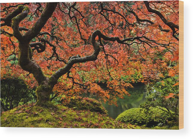 Asian Wood Print featuring the photograph Autumn Magnificence by Don Schwartz