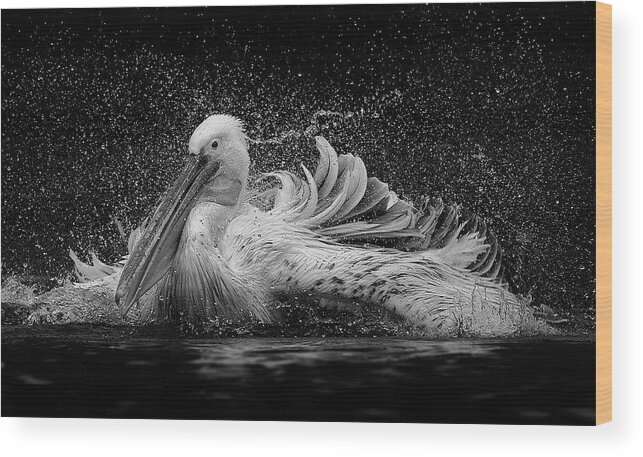 Pelican Wood Print featuring the photograph Bath by C.s. Tjandra