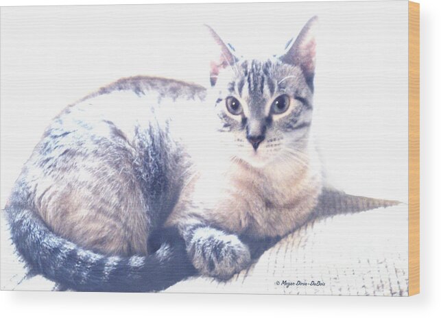 Animal Lover Wood Print featuring the photograph Beauty by Megan Dirsa-DuBois