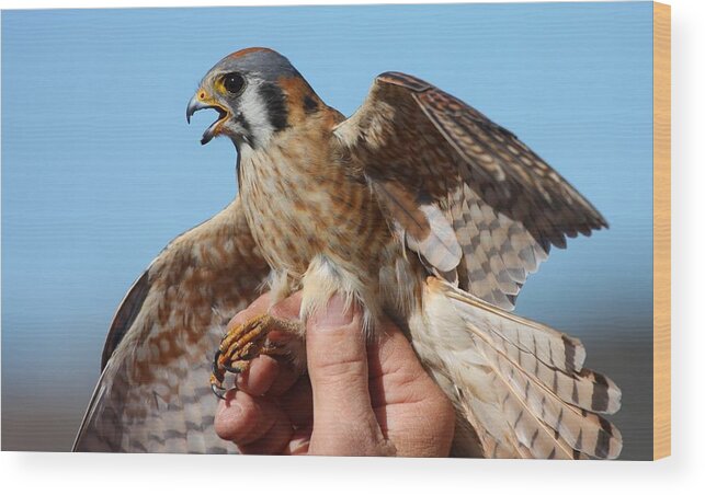 Bird Wood Print featuring the photograph Behold the American Kestrel by Nathan Rupert