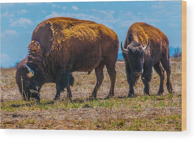 Bison Wood Print featuring the photograph Two Bison In Field In The Daytime by Tom Potter