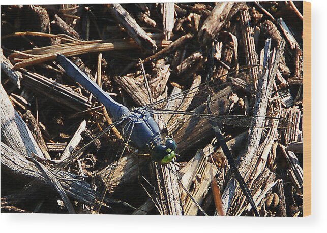 Insect Wood Print featuring the photograph Blue Dragonfly by Chauncy Holmes