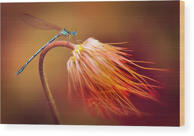 Close Up Wood Print featuring the photograph Blue dragonfly on a dry flower by Jaroslaw Blaminsky