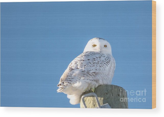 Field Wood Print featuring the photograph Blue Sky Snowy by Cheryl Baxter