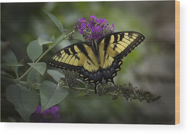 Butterfly Wood Print featuring the photograph Butterfly Effect by Phil Abrams