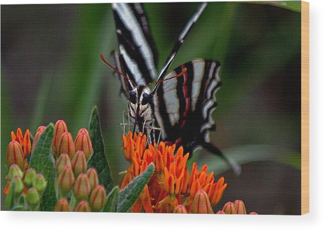 Orange Butterfly Weed Wood Print featuring the photograph Butterfly Weed by Karen McKenzie McAdoo