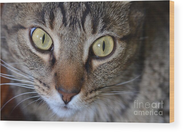 Cat Wood Print featuring the photograph Cat Eyes by Jeanne Woods