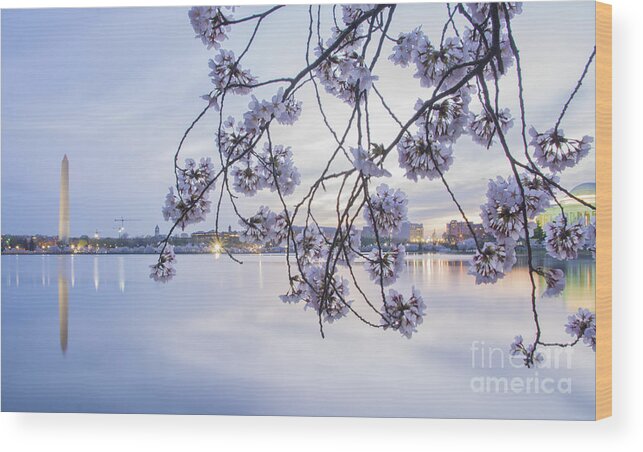 Dawn Wood Print featuring the photograph Cherry Blossom Dawning by Terry Rowe