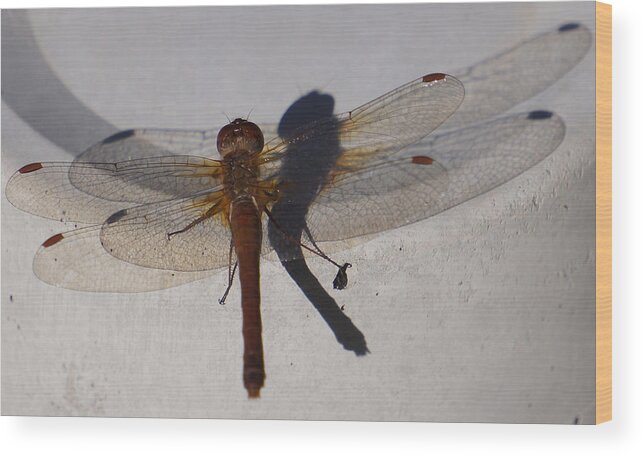 Bugs Wood Print featuring the photograph Dragonfly Sees Itself Shadowed II by Ronda Broatch