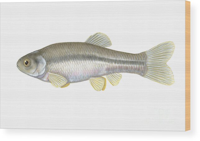 Fathead Minnow Wood Print featuring the photograph Fathead Minnow by Carlyn Iverson