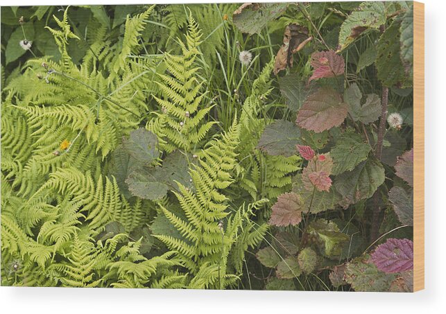 Fern Wood Print featuring the photograph Fern Abstract Maine Hilltop by Peter J Sucy