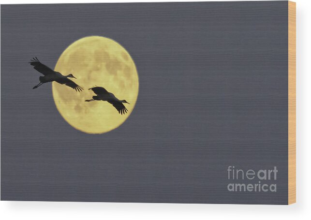 Sandhill Cranes Wood Print featuring the photograph Moonlight Flight by Jan Killian