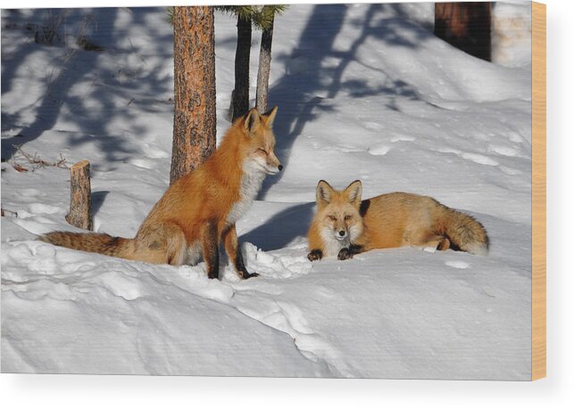 Red Fox Wood Print featuring the photograph Foxy Couple 2 by Matt Swinden