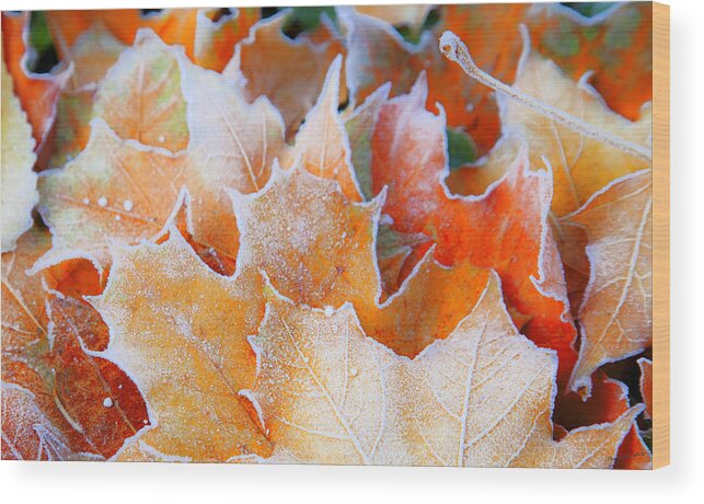 Autumn Wood Print featuring the photograph Frost Touched by Theresa Tahara