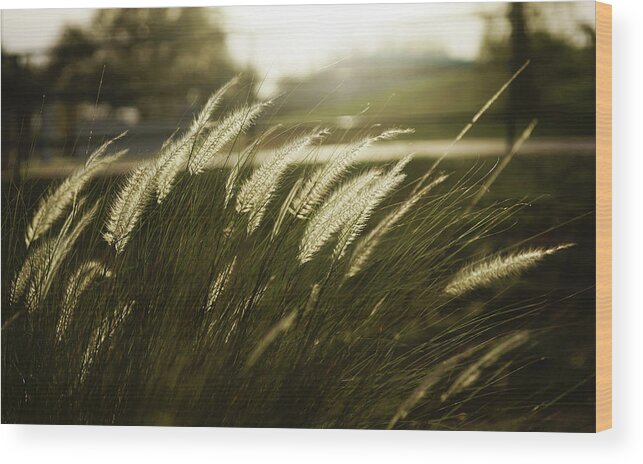 Grass Wood Print featuring the photograph Grass In Golden Light by Michele D. Lee Photography