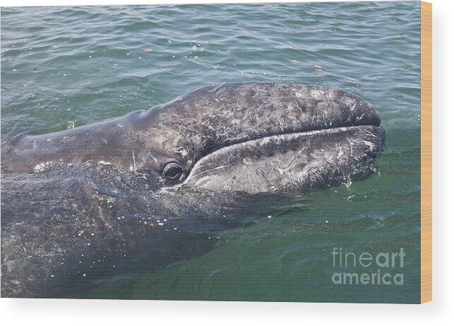 Baja California Wood Print featuring the photograph Gray / Grey Whale Eschrichtius robustus by Liz Leyden