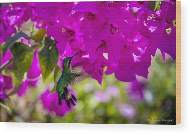Hummingbird Wood Print featuring the photograph Hummingbird in a Garden Paradise by Phil Abrams