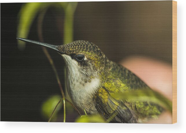 Bird Wood Print featuring the photograph Hummingbird by Phil And Karen Rispin