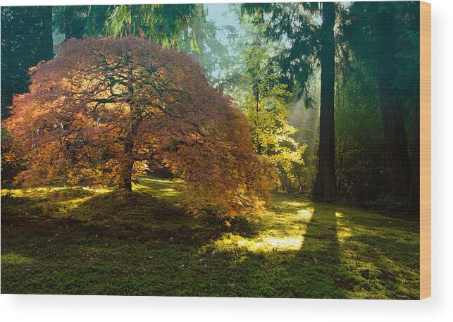 Japanese Maple Wood Print featuring the photograph In the Gentle Autumn Light by Don Schwartz