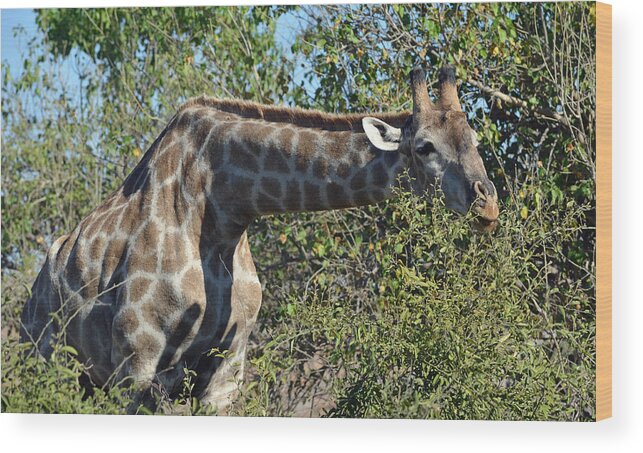 Giraffe Wood Print featuring the photograph Long Stretch by Allan McConnell