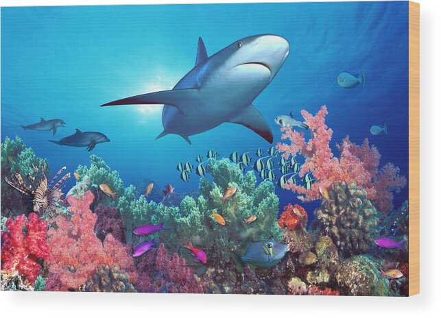 Photography Wood Print featuring the photograph Low Angle View Of A Shark Swimming by Panoramic Images