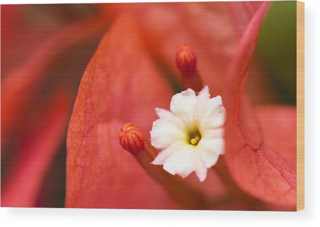 Hawaii Wood Print featuring the photograph Macro Bougainvillea bloom 1 by Leigh Anne Meeks