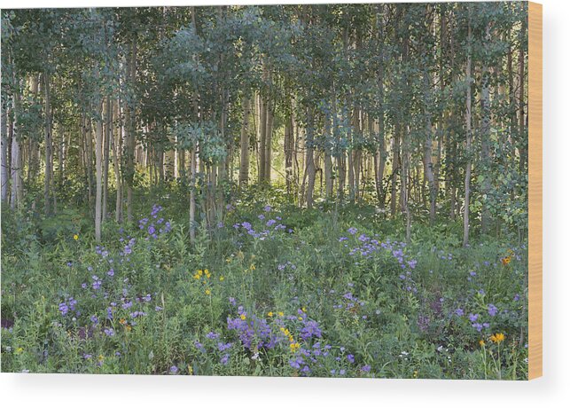 Wildflowers Wood Print featuring the photograph Mountain Wildflowers by Tim Reaves