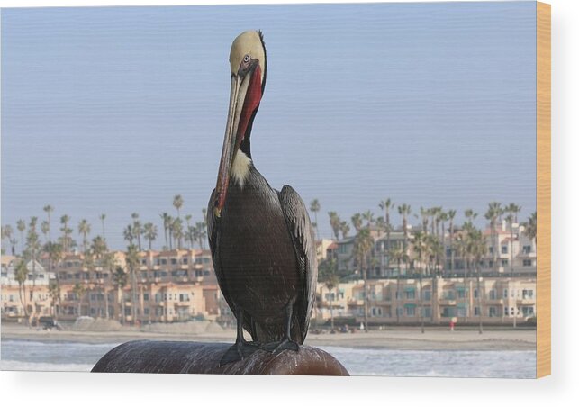 Wild Wood Print featuring the photograph Pelican by Christy Pooschke