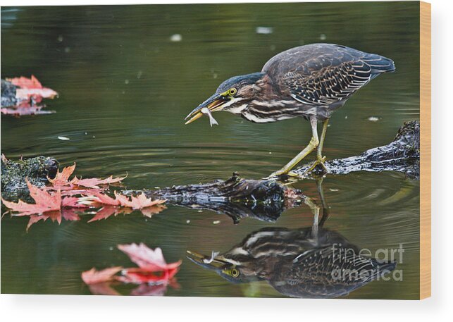 Green Heron Wood Print featuring the photograph Perfect Catch by Cheryl Baxter