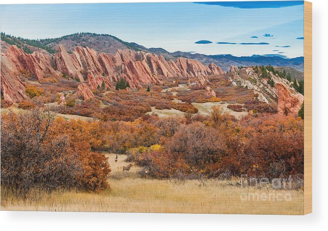 United States Wood Print featuring the photograph Roxborough State Park Fall Colors by Phillip Rubino