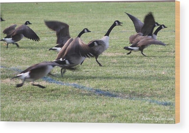 Branta Wood Print featuring the photograph Running Start by Robert Banach