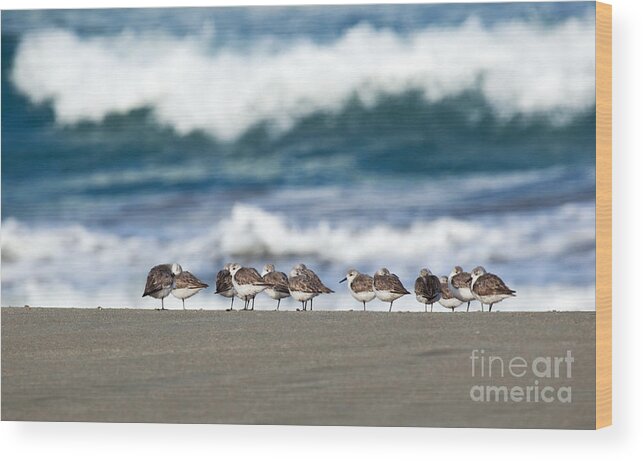Sandpipers Keeping Warm On A Very Cold Day Wood Print featuring the photograph Sandpipers Keeping Warm on a Very Cold Day at the Beach by Michelle Constantine
