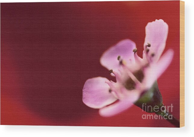 Mothers Day Wood Print featuring the photograph Simply Pretty by Sandra Clark