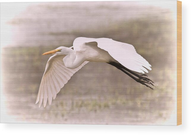 Egret Wood Print featuring the photograph Soft White Egret by Athena Mckinzie