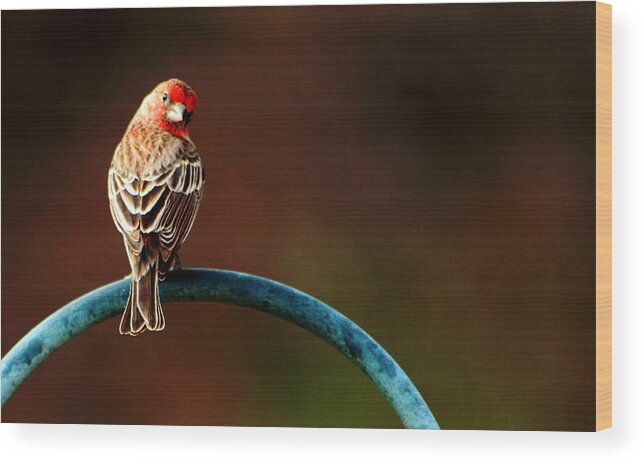 Surreal Wood Print featuring the photograph Surreal Purple Finch by David Yocum