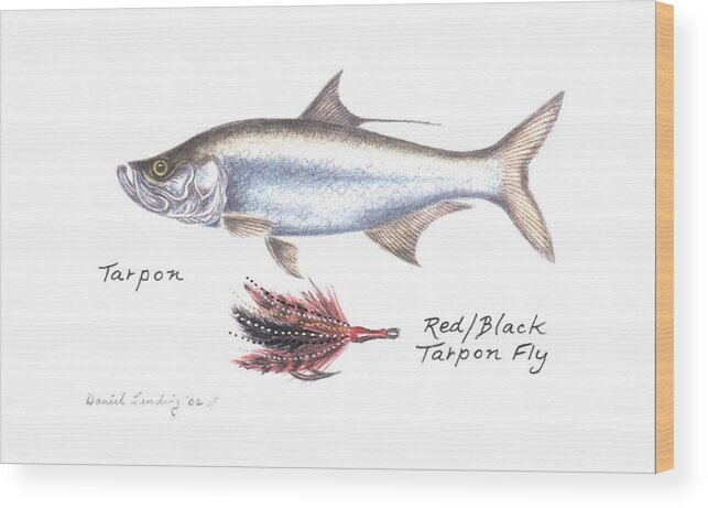 Fly Fishing Wood Print featuring the drawing Tarpon and Red Black Tarpon Fly by Daniel Lindvig
