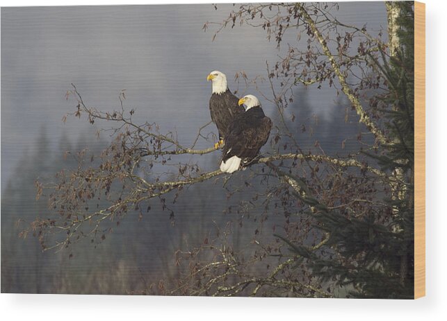 Bald Eagles Wood Print featuring the photograph The lookouts by Elvira Butler