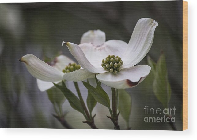 Dogwood Wood Print featuring the photograph The Offering by Arlene Carmel