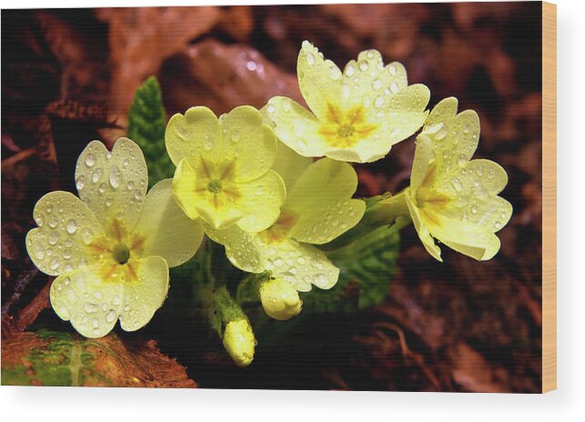 Flower Card Wood Print featuring the photograph Then it was Spring 2 by Charles Lupica