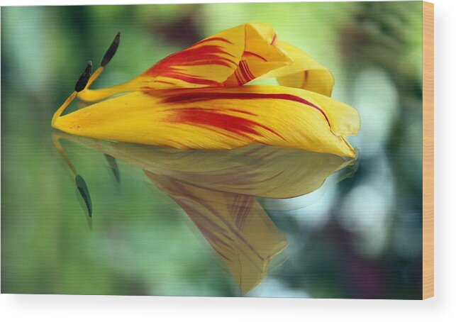 Tulip Wood Print featuring the photograph Tulip Reassembled 2 by Andrea Lazar