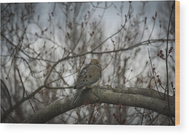 Mourning Dove Wood Print featuring the photograph Waiting On Spring by Phil Abrams