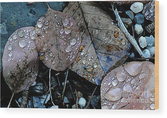 Wet Leaves Wood Print featuring the photograph Wet Leaves by Artist and Photographer Laura Wrede