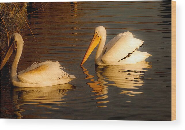 American White Pelican Bird Prints Wood Print featuring the photograph White Feathered Pelican Bird Swimming on Lake At Sunrise Nature Fine Art Photography Print by Jerry Cowart
