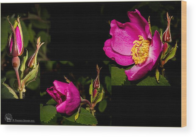 Wild Flowers Wood Print featuring the photograph Wild Rose by Fred Denner